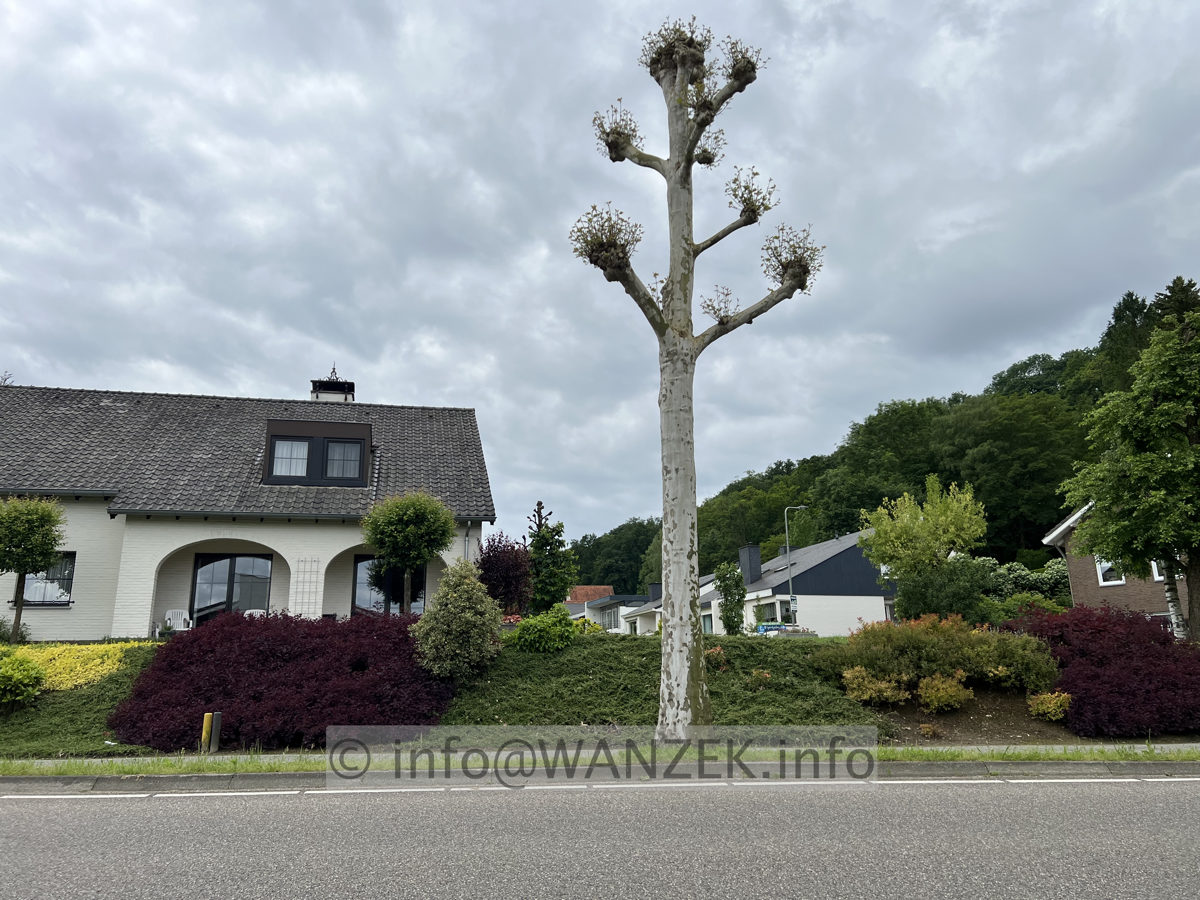 Platanus hispanica - Pyramide 01a.jpg